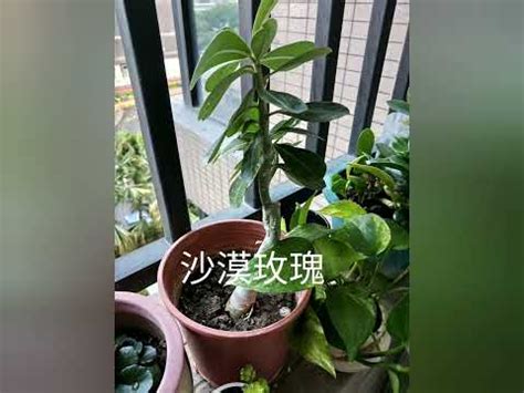 適合西曬的植物